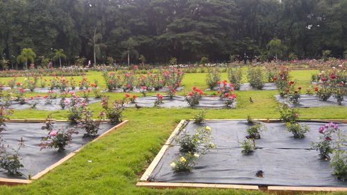 High angle view of flowers in lawn