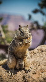 Close-up of an animal