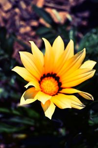 Close-up of yellow flower