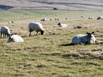 Sheep in a field