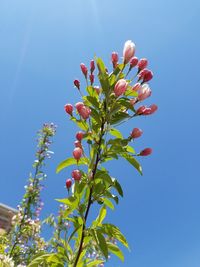 Low angle view of flowers against blue sky