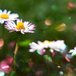 Close-up of flowering plant