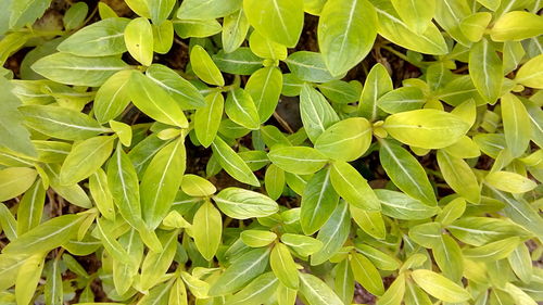 Full frame shot of plants