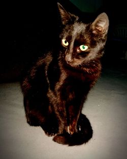 Portrait of cat sitting on floor