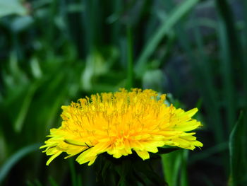 Close-up of yellow flower on field