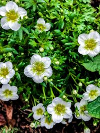 Close-up of white flowers blooming outdoors