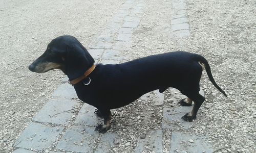 High angle view of dog standing on footpath