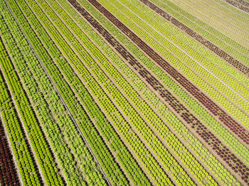 Full frame shot of agricultural field