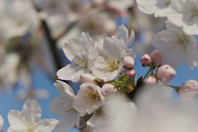 Close-up of white cherry blossom tree