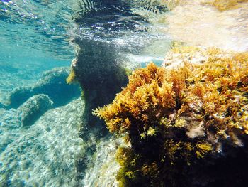 View of coral swimming in sea
