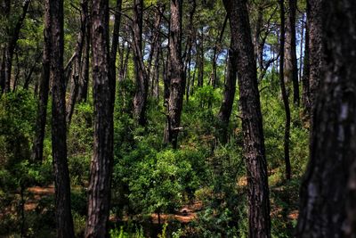 Trees in forest