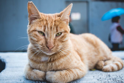 Portrait of ginger cat