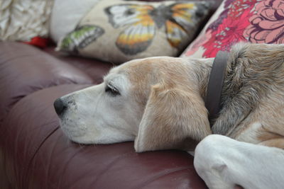 Dog sleeping on bed