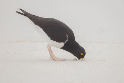 Close-up of bird eating