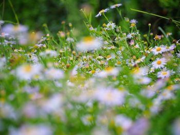 Close-up of flowering plants on field