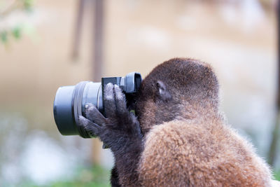 Close-up of woolly monkey looking through camera at amazon rainforest