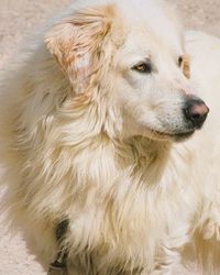 Close-up of dog looking away