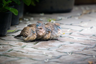 View of two cats on footpath