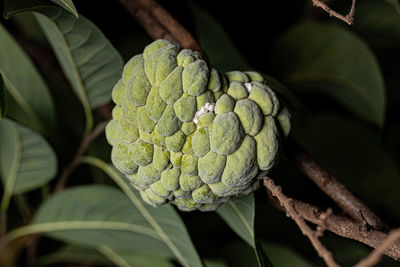 Sweetsop Green