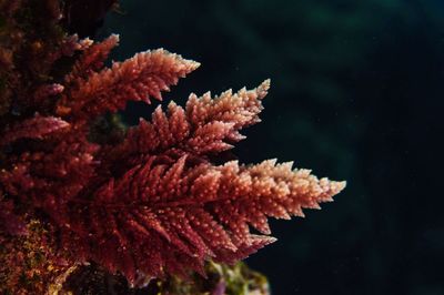 Close-up of coral in sea