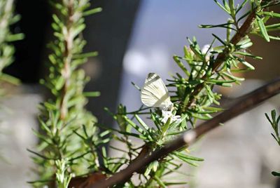 Close-up of white flowers