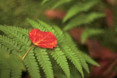 Close-up of red leaf