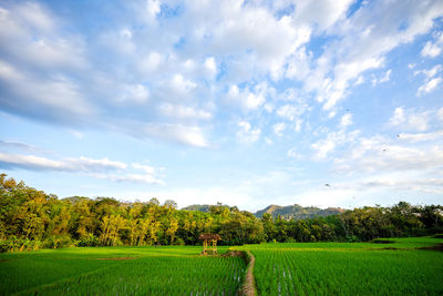 Scenic view of agricultural field against sky