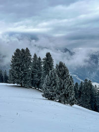 Trees on snow covered landscape against sky