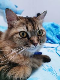 Close-up portrait of cat