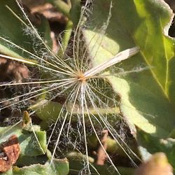 Close-up of spider web on plant