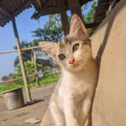 Close-up of a cat looking away