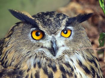 Close-up portrait of owl