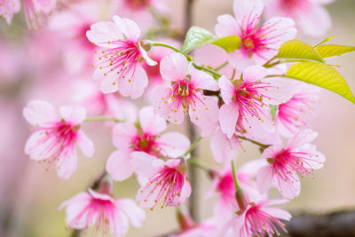 Close-up of pink cherry blossoms