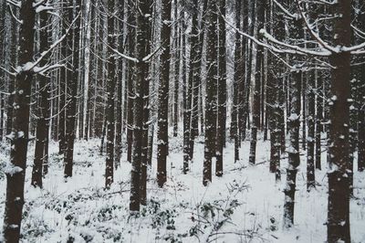 Snow covered trees in forest