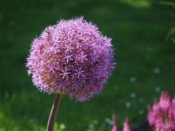 Close-up of purple thistle flower on field