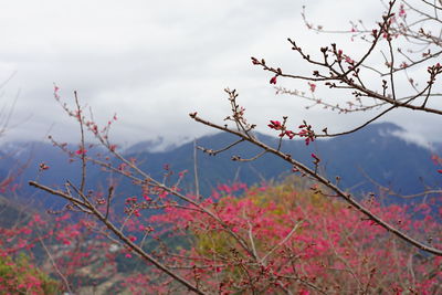 Low angle view of flowering plant against sky