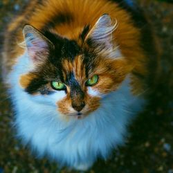 Close-up portrait of cat