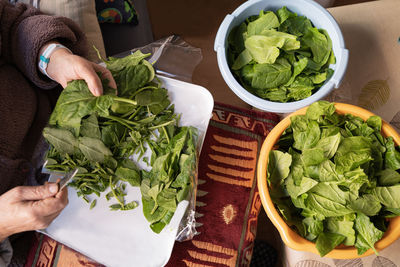 Top view of woman hands preparing and selecting fresh baby spinach leaves. healthy lifestyle concept