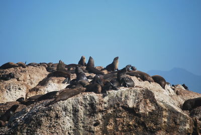 Seals on robbe island