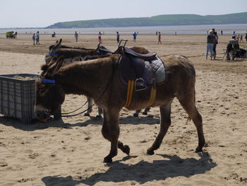 Side view of donkeys on shore