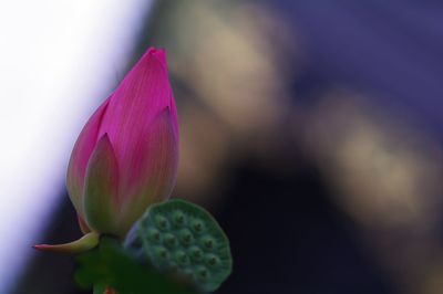 Close-up of pink flower