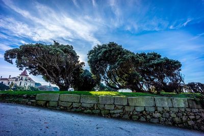 Trees against cloudy sky