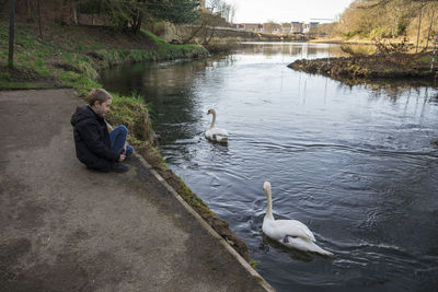 Boy looking at swans in lake