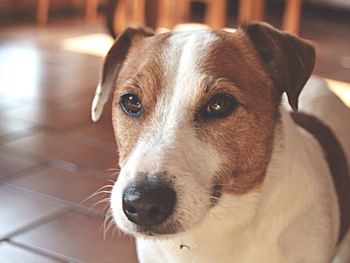 Close-up of a dog