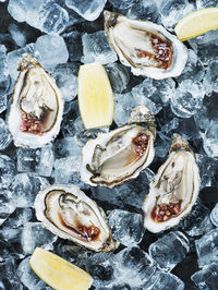Oysters on ice cubes