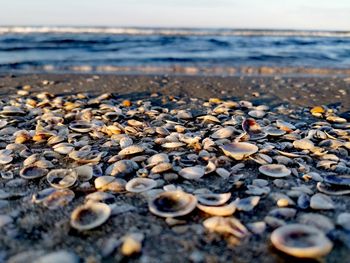 Close-up of pebbles on beach