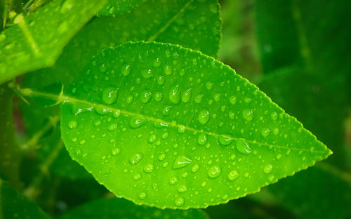 Abstract nature background, lemon green leaf with water drop in selective focus.