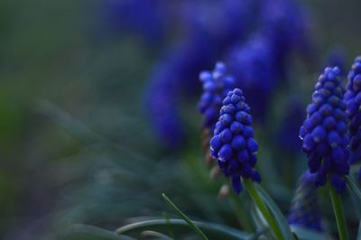 Close-up of purple flowering plants on field