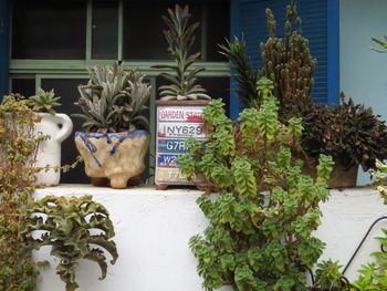 Potted plants by text on wall