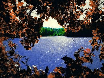 Reflection of trees in water